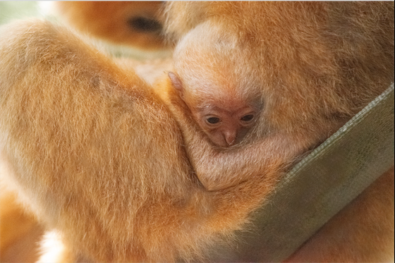 休斯顿动物园首次降生一只白颊长臂猿幼仔