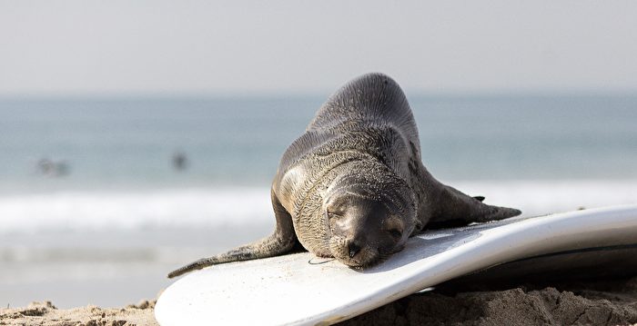 加州罕见景象：海豹孤儿在冲浪板上爬来爬去