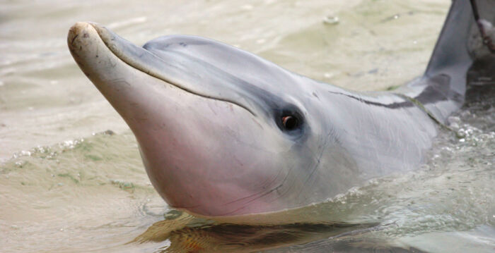 搁浅美国南卡潟湖 “幸运”海豚获救