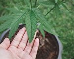 东湾关闭20个大麻种植园