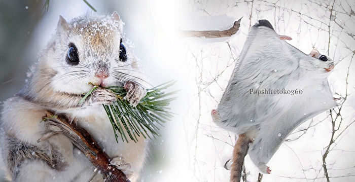 组图：小巧可爱的日本矮飞鼠 萌到不真实