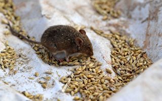 新发现：老鼠能释放使同伴放松的信息素