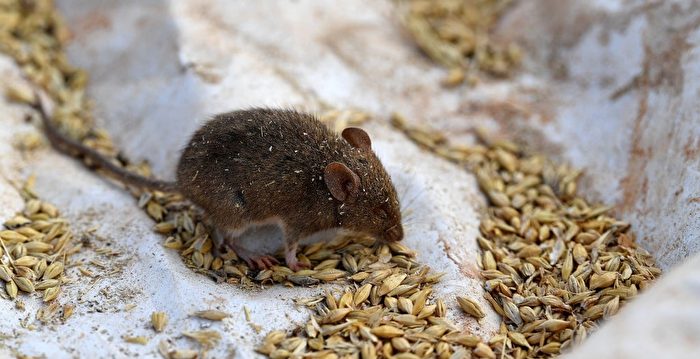 新发现：老鼠能释放使同伴放松的信息素