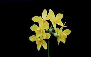 黃花苞舌蘭新品種「台南5號」花型極為亮眼