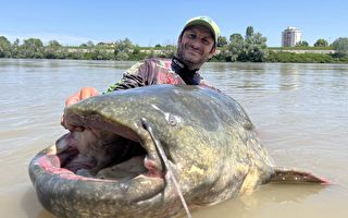 近3米长巨型鲶鱼被捕获 有望破世界纪录