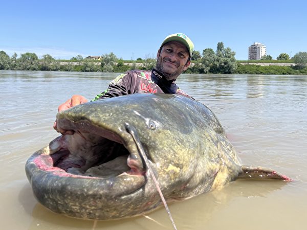 巨大魚 I found a giant croaker, an extremely luxurious fish that