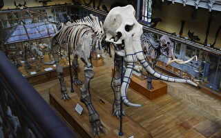 组图：三年修复 百万年前猛犸象骨架现身巴黎