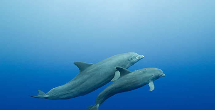 研究：海豚妈妈用尖声儿语和幼崽说话