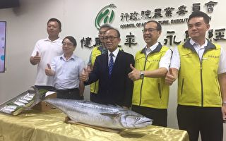 全球首例 台灣完成土魠魚海上人工繁殖