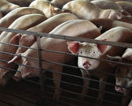 中國豬企普遍虧損持續承壓 中共開放俄豬進口