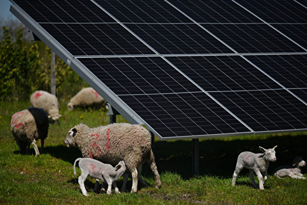 “太阳能放牧”模式展现科技与动物共存