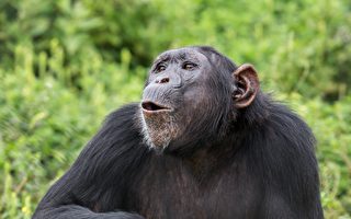 被关实验室多年 美29岁黑猩猩首次看到天空