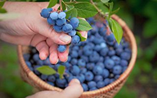 每天吃一把蓝莓 改善大脑功能 降低血压