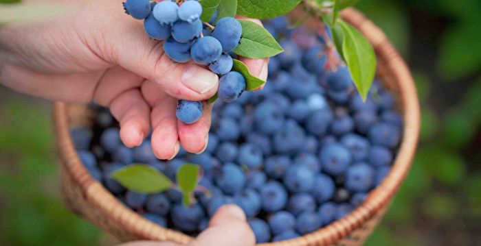 每天吃一把蓝莓 改善大脑功能 降低血压