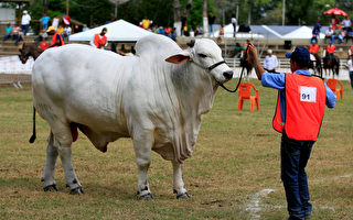 世界上最昂貴的牛 價格高達430萬美元