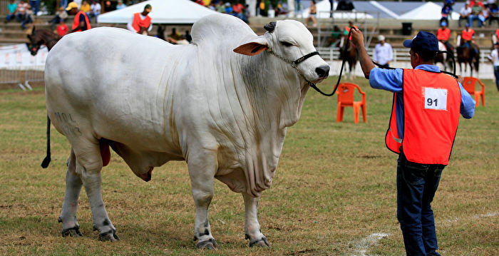世界上最昂贵的牛 价格高达430万美元