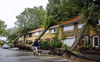 罕見夏季風暴襲荷蘭 大樹連根拔起至少1死