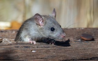 家裡有老鼠出沒 應該怎麼辦？