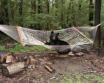 搞笑一幕 小熊爬上居民后院的吊床惬意休息