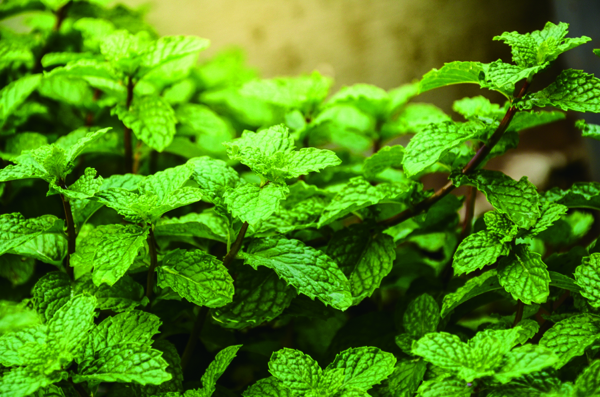 Mint leaves background leaf green plants with aromatic properties of strong teeth and fresh ivy as a ground cover plant types Tropical Vegetables