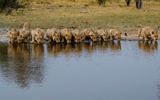20只狮子在河边排成一列喝水 场面罕见