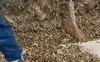 湖南桃江縣遇近十年最嚴重蝗災 竹子被咬死