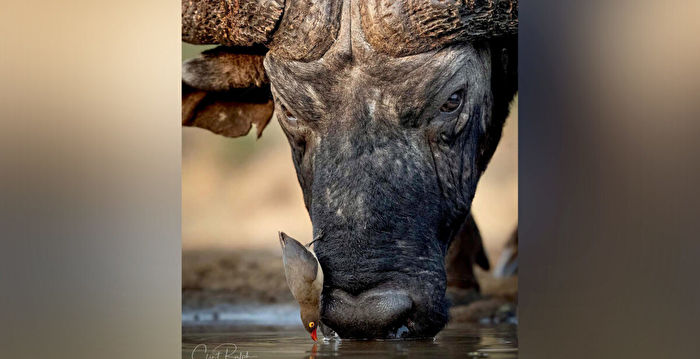 组图：非洲小鸟停在牛鼻子上喝水的奇妙瞬间
