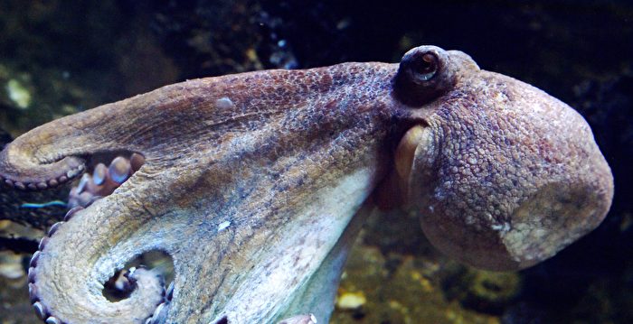最新发现：章鱼可能也会做梦