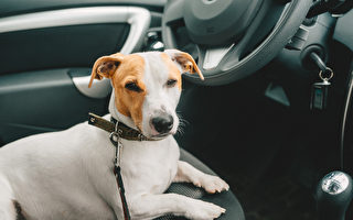 开着空调将宠物留在车内合法吗？
