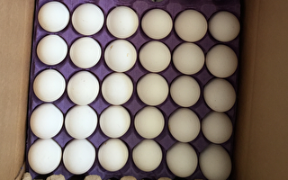 台土耳其专案进口鸡蛋检出禁药 127吨退运销毁