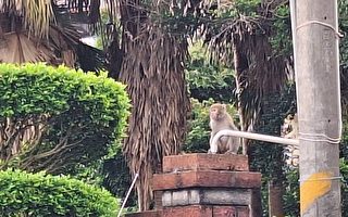 桃园龙潭区出现台湾猕猴 注射1cc镇定剂死亡
