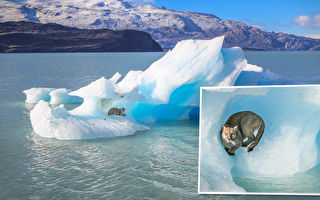 组图：美洲狮在蓝色冰山上休息的美丽画面
