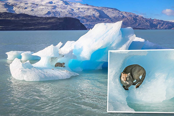 组图：美洲狮在蓝色冰山上休息的美丽画面