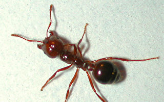 剧毒蚂蚁现身新州边境5.5公里外 居民需警惕