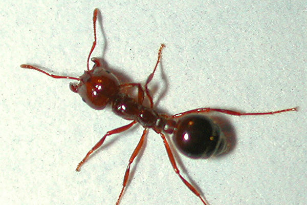 劇毒螞蟻現身新州邊境5.5公里外居民需警惕| 紅火蟻| 昆州| 蔓延| 大紀元
