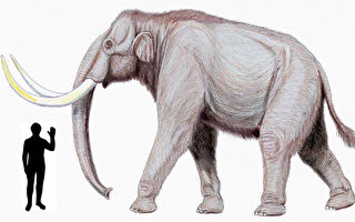英國採石場發現45萬年前猛獁象象牙 保存完整