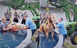 組圖：消防員救援被困在游泳池驚慌失措的馬