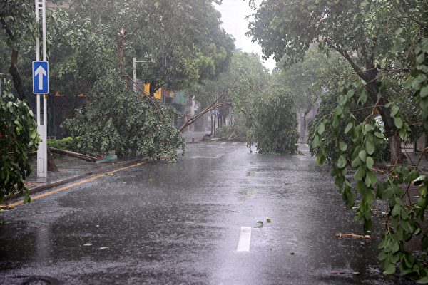2023年7月28日，颱風登陸福建，廈門街頭大樹被連根拔起。（STR/AFP via Getty Images）