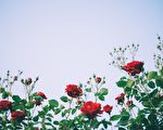 散文：越墙过篱的蔷薇