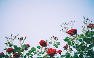 散文：越牆過籬的薔薇