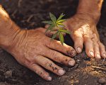 偷渡者被發現 在大麻種植園 惡劣的條件下工作