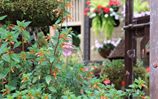 羅傑花園邀專家開講 展示蜂鳥喜愛的本土植物