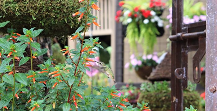 罗杰花园邀专家开讲 展示蜂鸟喜爱的本土植物