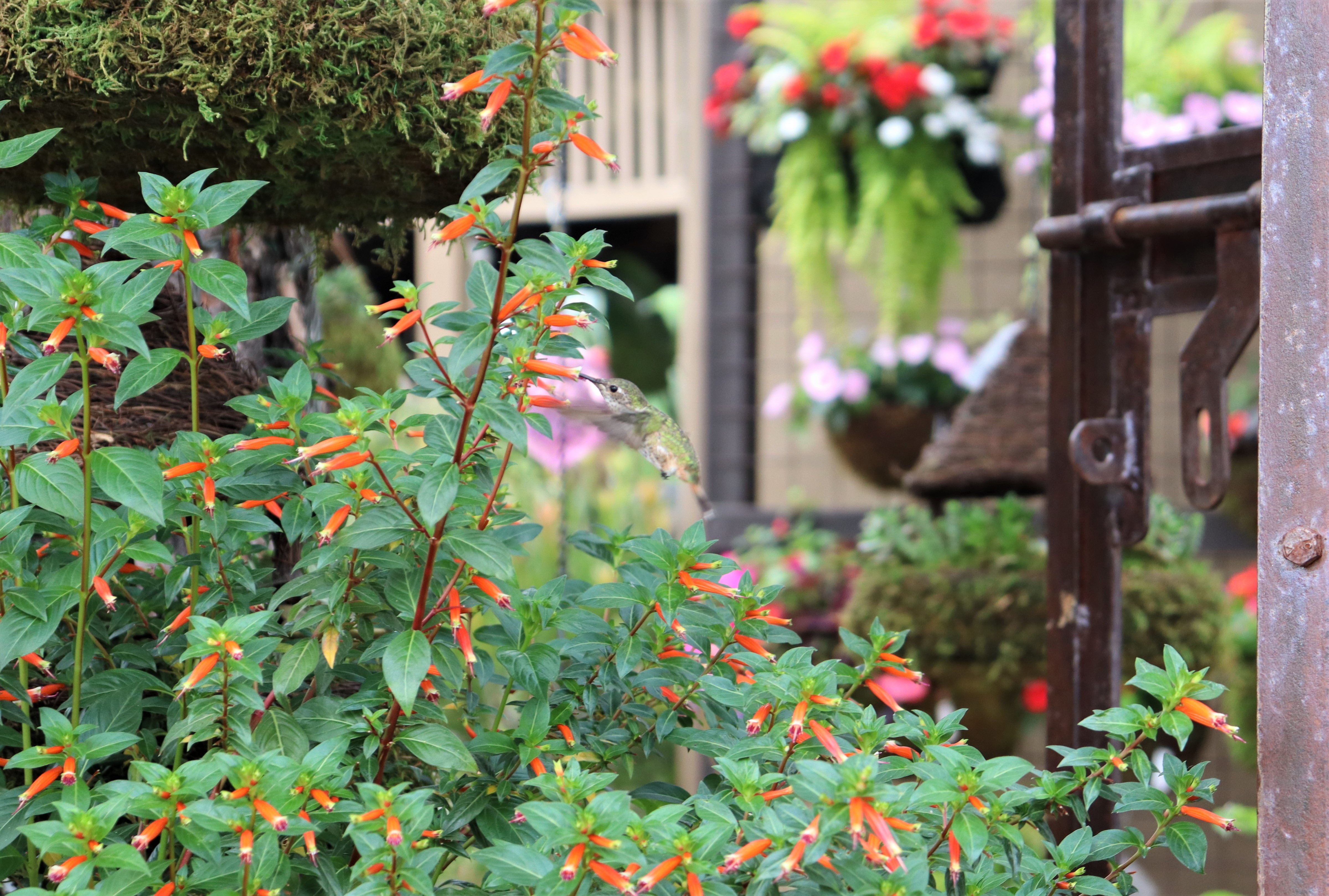 罗杰花园邀专家开讲展示蜂鸟喜爱的本土植物| 大纪元