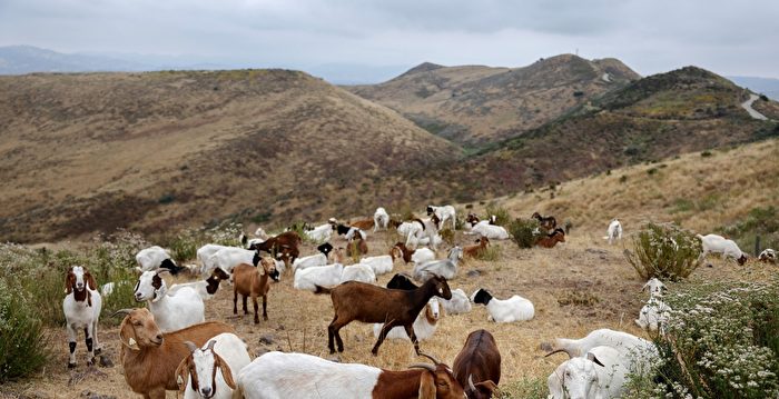 加州野火季在即 专家倡导“生物防治法”