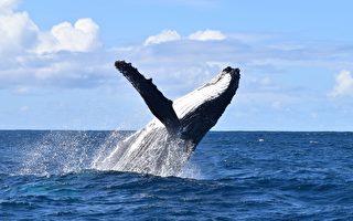 美国男子幸运拍到 三头座头鲸同步跳出海面