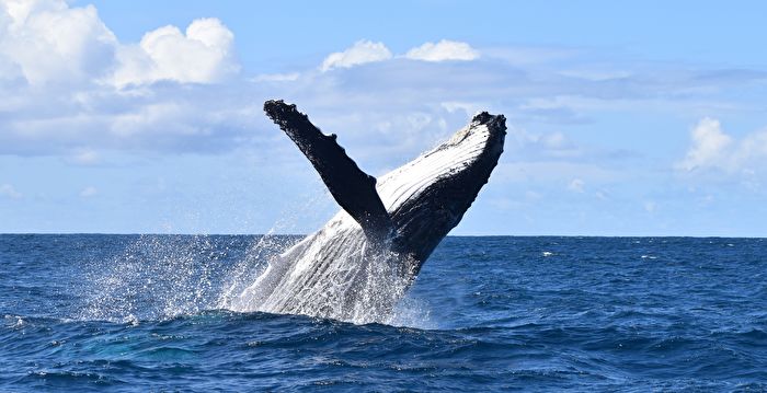 座头鲸遭超大蟹笼缠身命危 专家助其脱困
