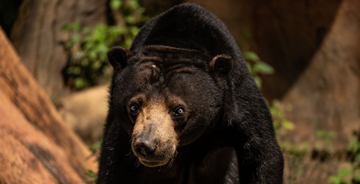 熊模人样可双腿站立 杭州动物园马来熊火了