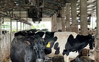 外国乳品叩关 酪农期政府助永续转型