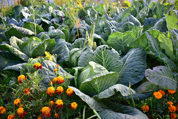 菜園裡種花 助蔬菜茁壯成長 有的還可入菜